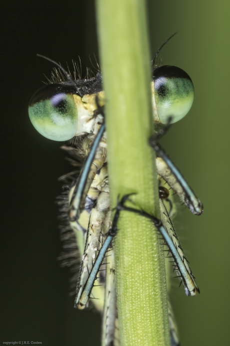 Zo groen is het niet meer.