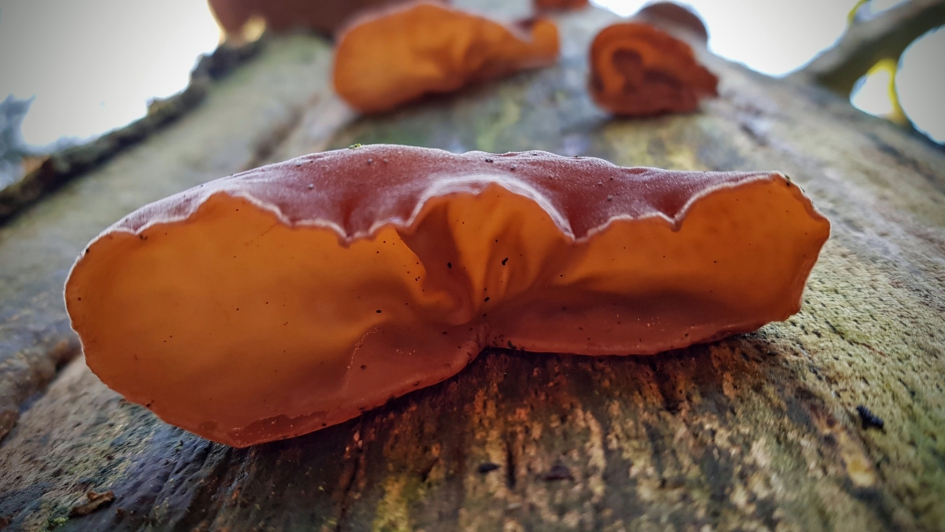 Zonder geluid - Schimmels - Judasoor