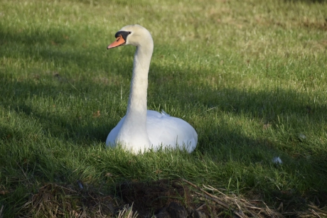 Zwaan