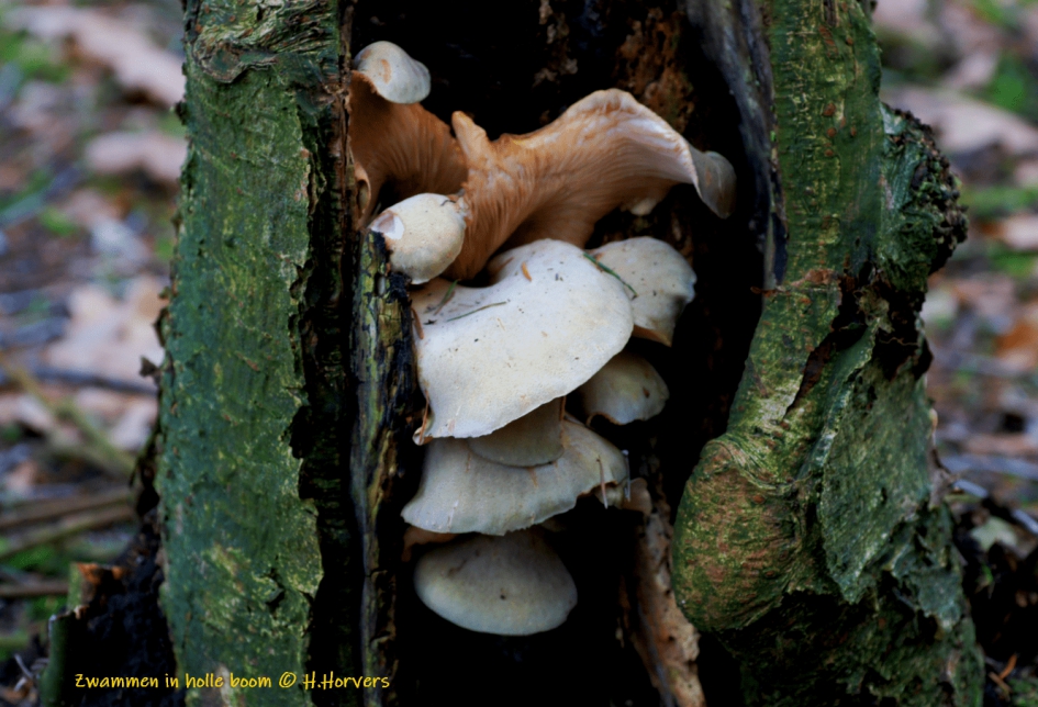 Zwammen in holle boom - Schimmels - Zwammen
