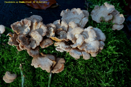 Zwammen op boomstronk