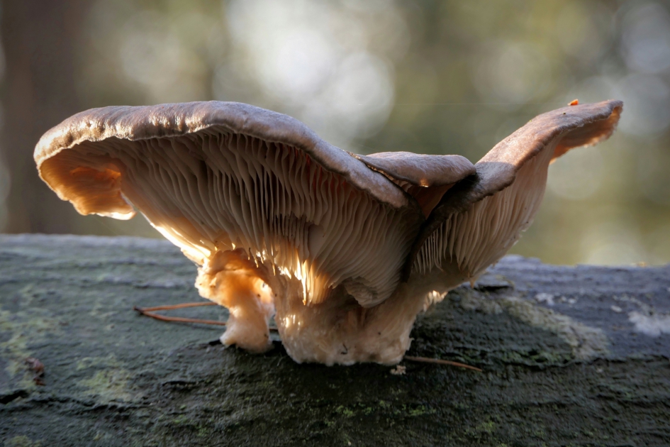 "Zwammenvogel" - Schimmels - Oesterzwam