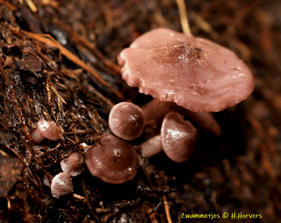 Zwammetjes - Schimmels - Zwammetjes