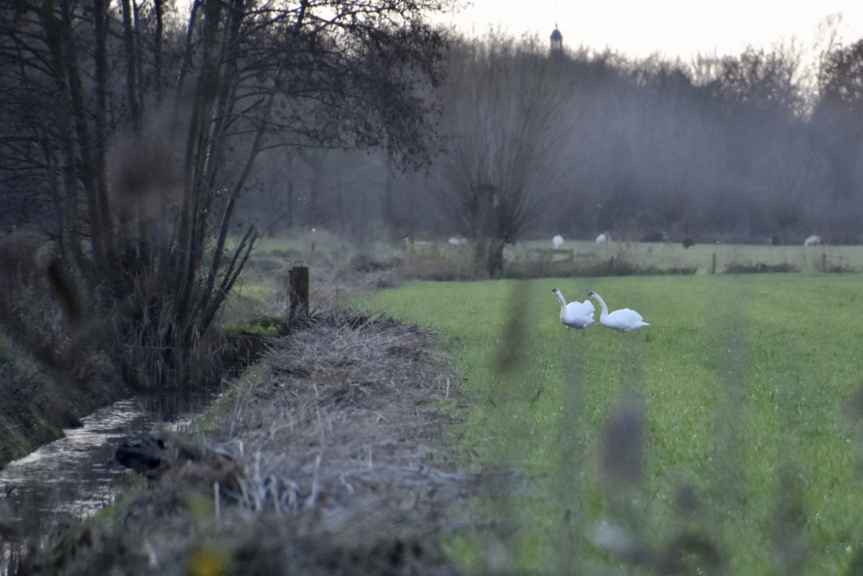Zwanen - Vogels - 