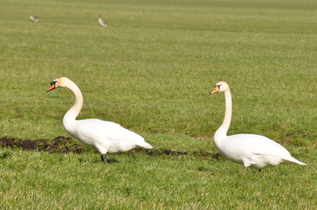 Zwanen in de polder