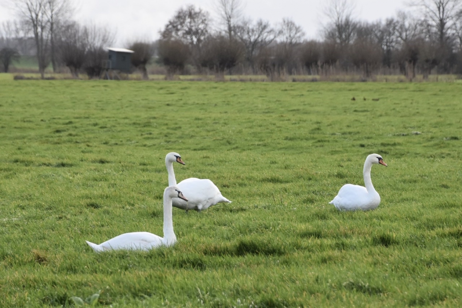 Zwanen in het land - Vogels - 