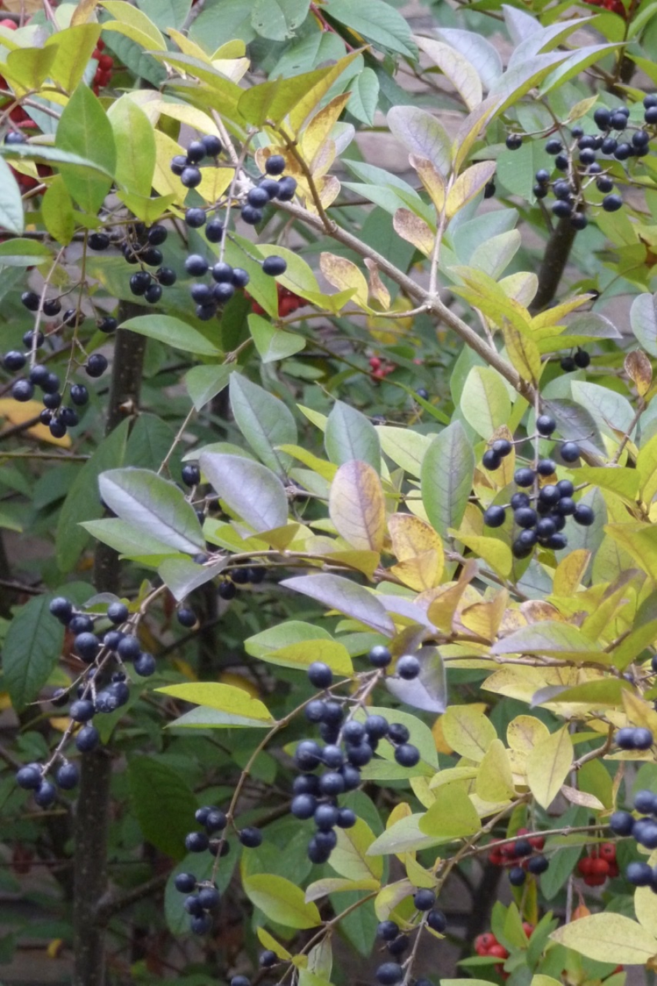 Zwarte besjes - Planten - 