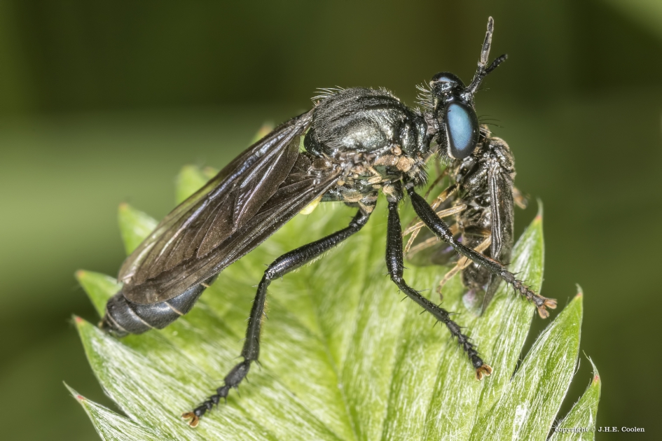 Zwarte bladjager (Dioctria atricapilla) - Geleedpotigen - Zwarte bladjager
