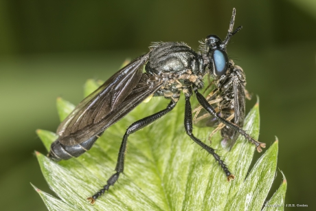 Zwarte bladjager (Dioctria atricapilla)
