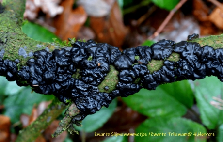 Zwarte Slijmzwammen/Trilzwammen