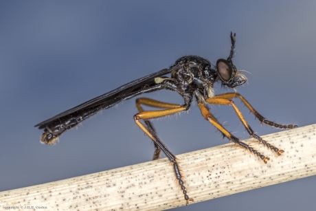 Zwartvlerkbladjager (Dioctria oelandica)