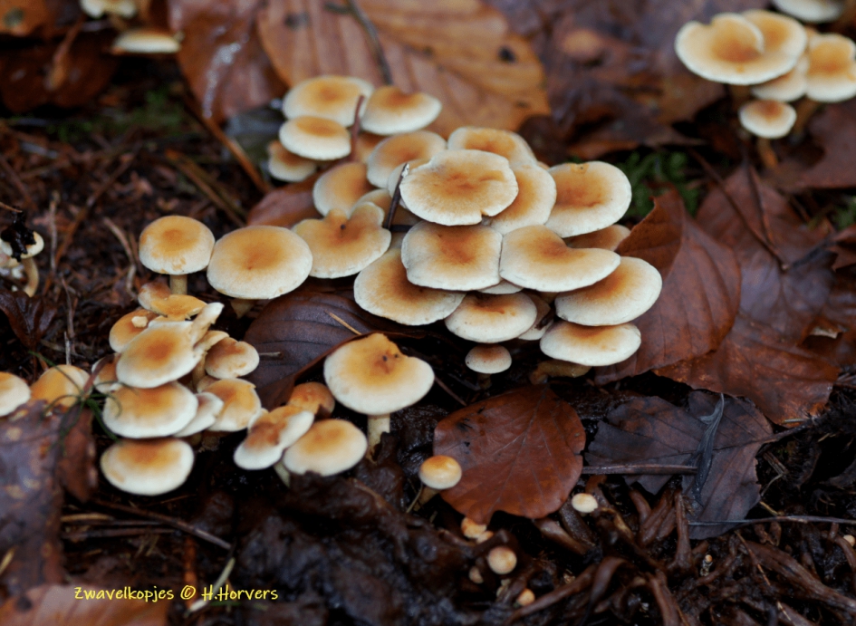 Zwavelkopjes - Schimmels - Zwavelkopjes