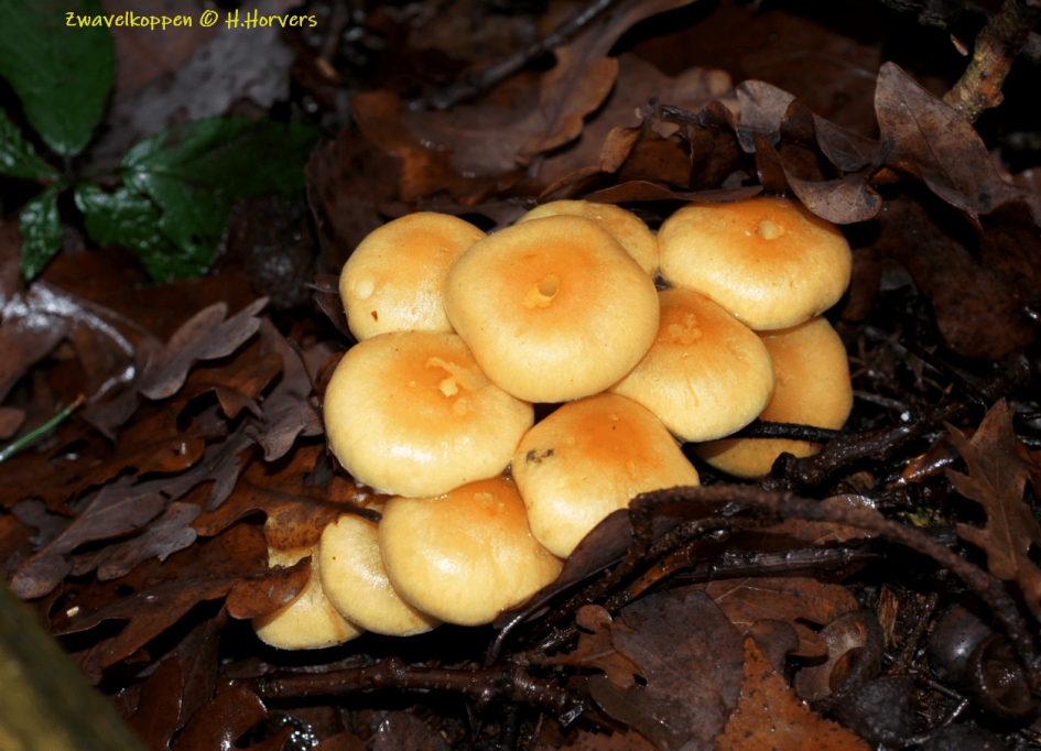 Zwavelkoppen - Schimmels - Zwavelkoppen