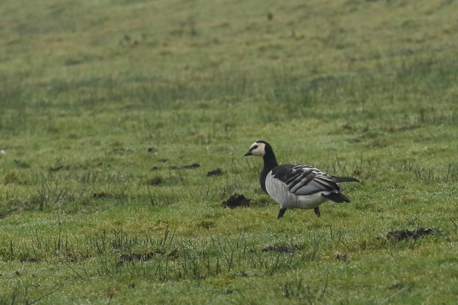 1000 + 1 - Vogels - brandgans