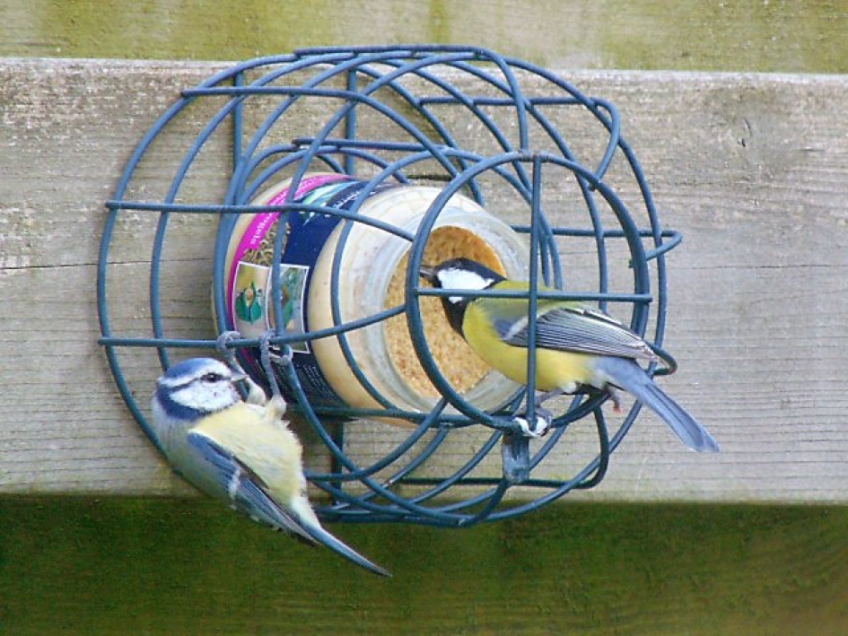 2 meesjes - Vogels - Koolmees en Pimpelmees