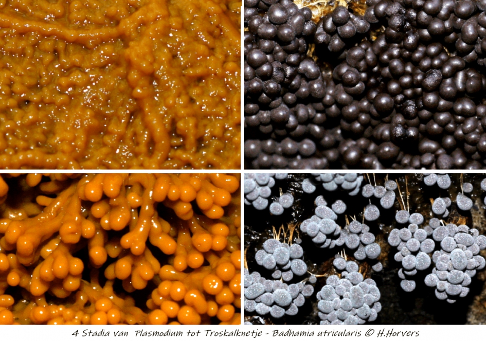 4 Stadia  van plasmodium tot troskalknetje . - Schimmels - 4 Stadia  van plasmodium tot troskalknetje .