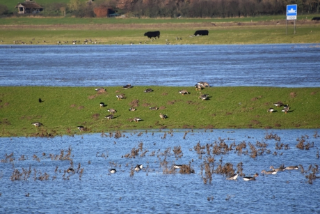 Aan de Nederrijn