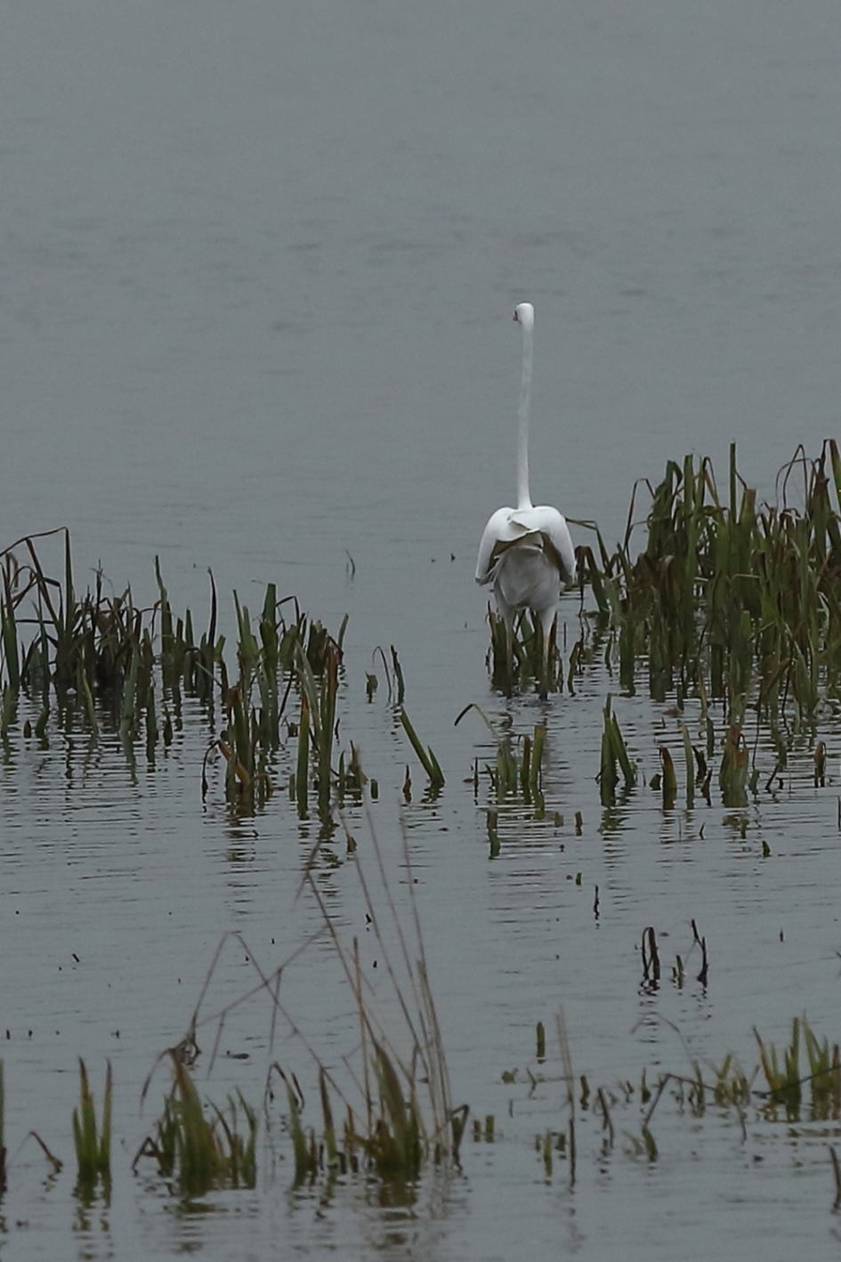 achterkantje - Vogels - grote zilverreiger
