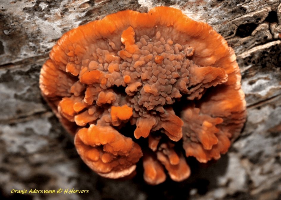 Aderzwam. - Schimmels - Aderzwam.