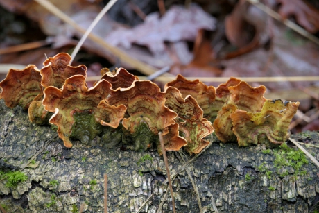 Allemaal op een rij.