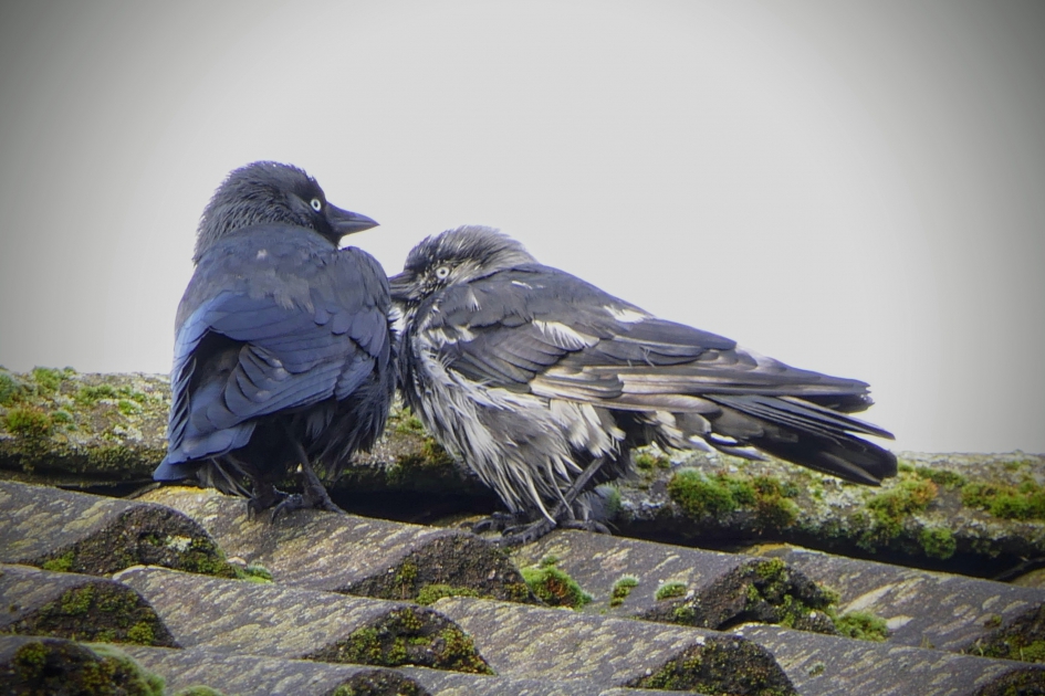 Ander kleurtje. - Vogels - Kauw