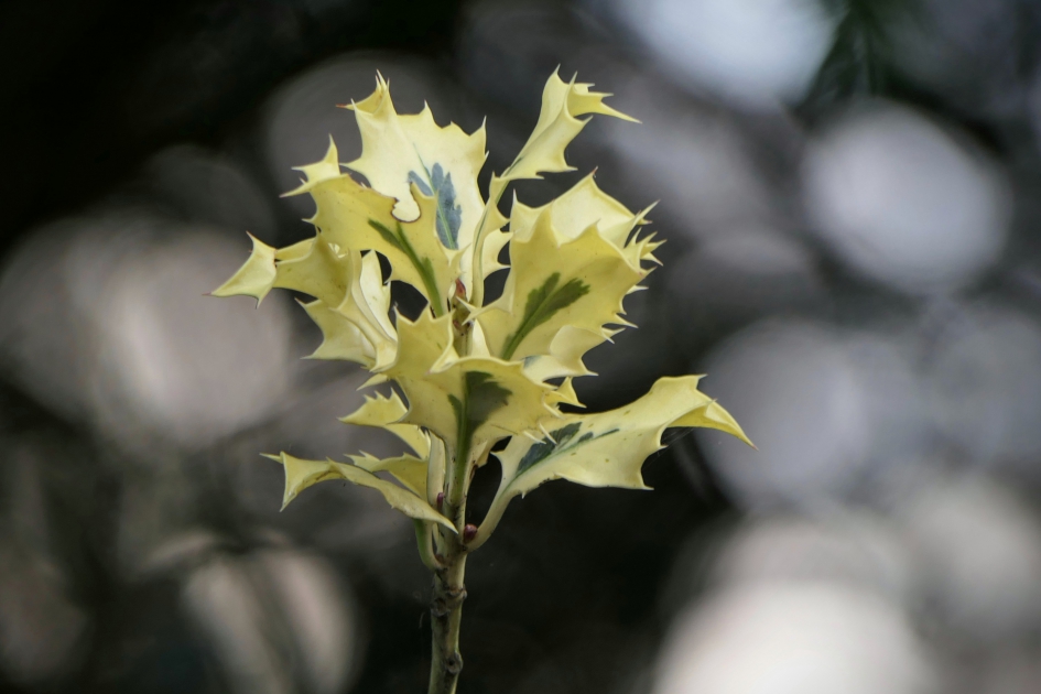 Ander kleurtje. - Planten - Hulst
