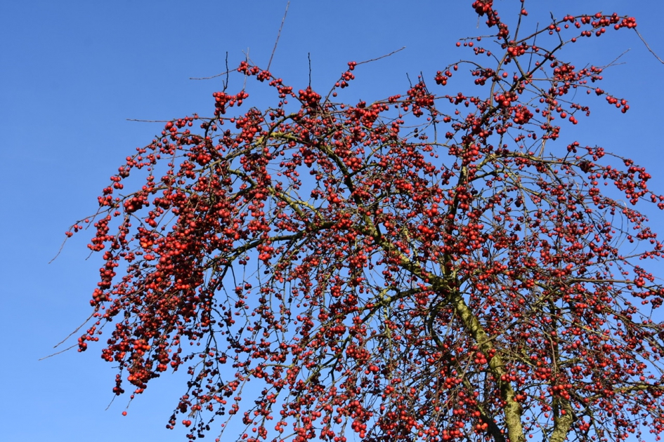 Malusappeltjes - Planten - 