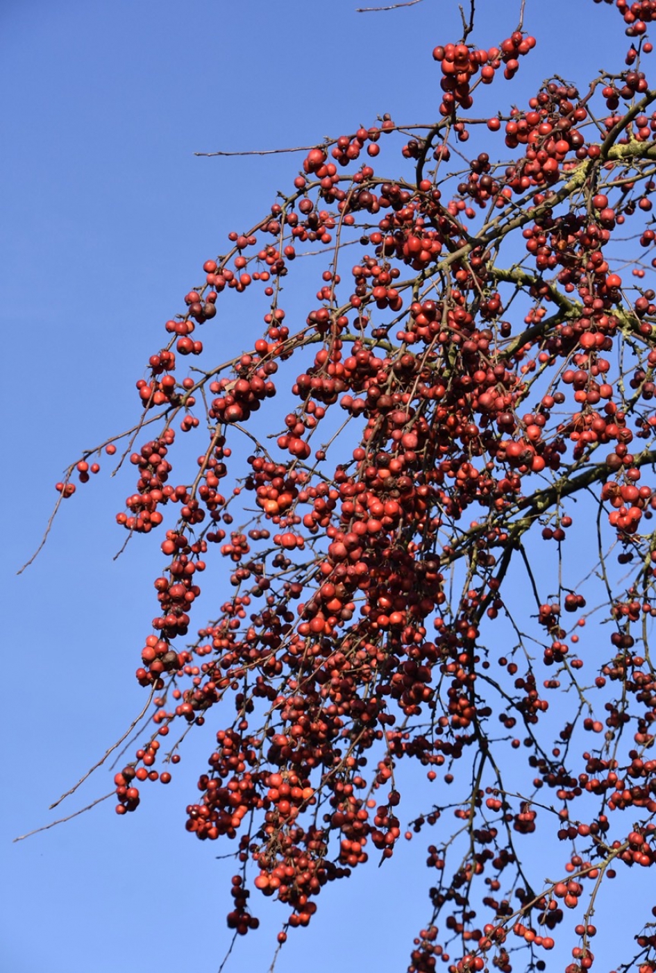 Malusappeltjes - Planten - 