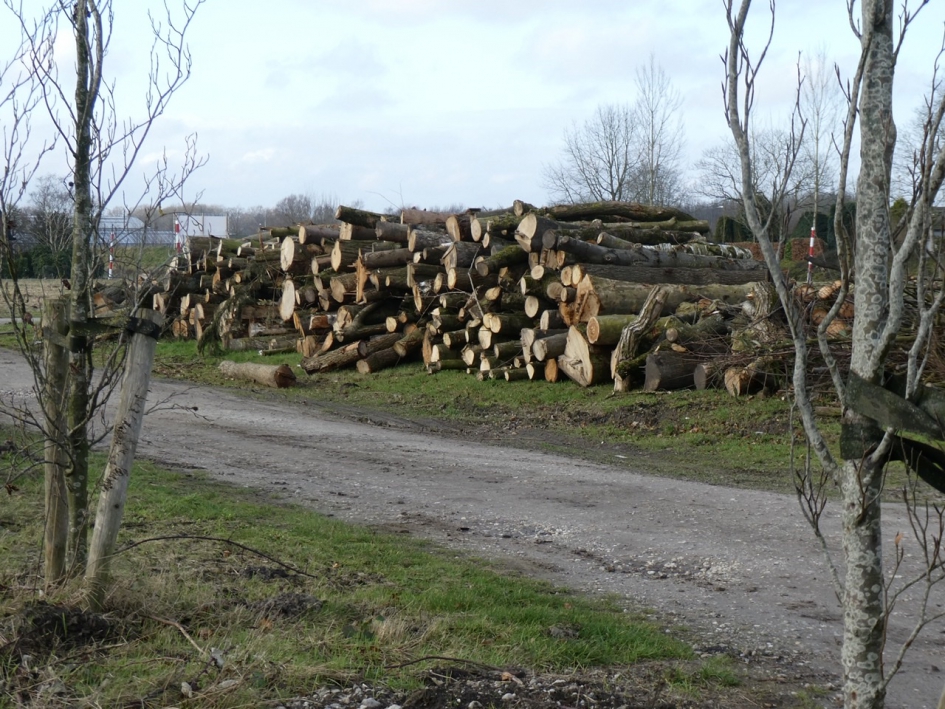 Beetje ongeregelde stapel - Planten - 