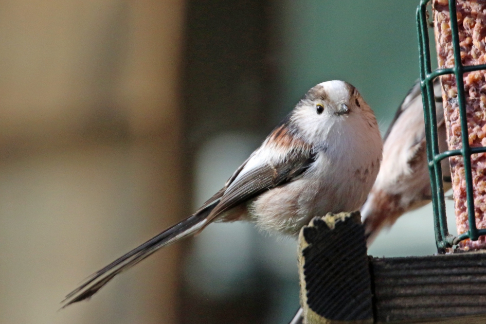 Ben ik mooi of niet? - Vogels - Staartmees