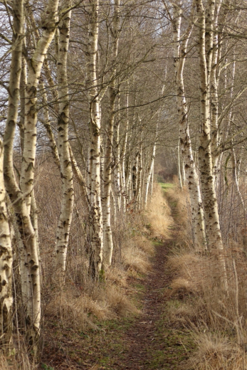 berkenlaantje - Weer en landschap - 