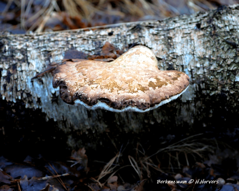 Berkenzwam - Schimmels - Berkenzwam