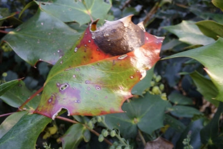 Blad van de mahonia