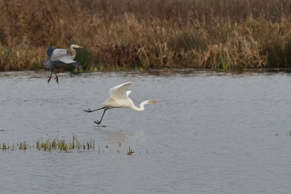 blauw is de baas - Vogels - blauwe reiger