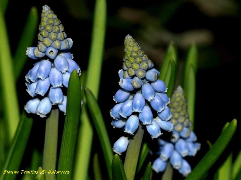 Blauwe Druifjes - Planten - Blauwe Druifjes