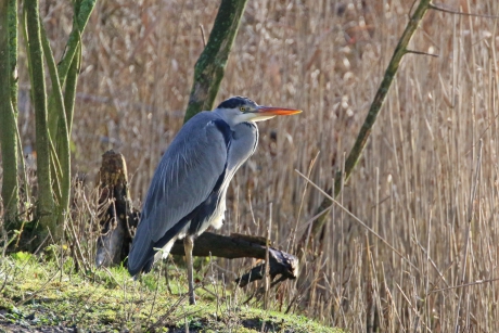 Blauwe reiger