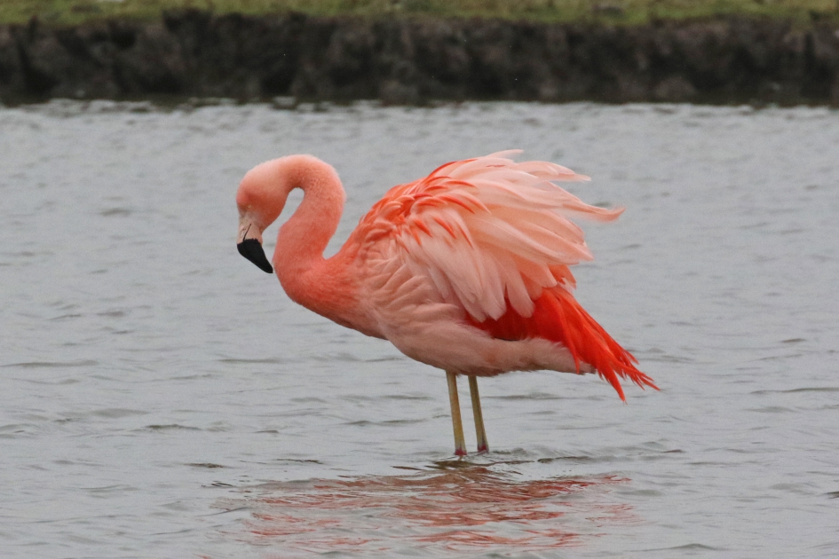 Blijft een vreemd gezicht.. - Vogels - 