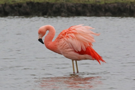 Blijft een vreemd gezicht..