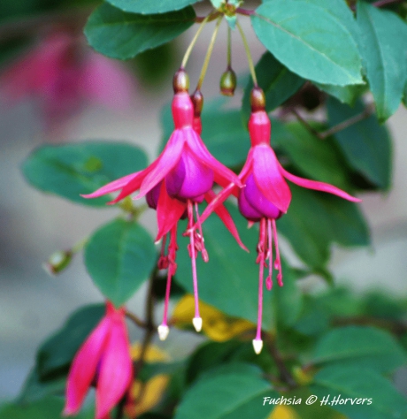 Bloeiende Fuchsia op 13-01-2020