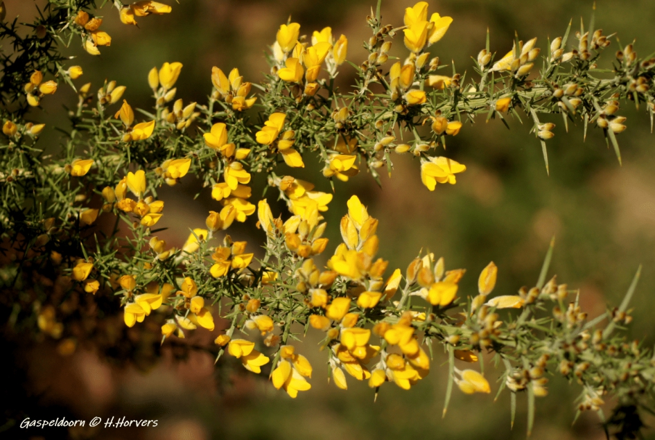 Bloeiende Gaspeldoorn - Planten - Gaspeldoorn