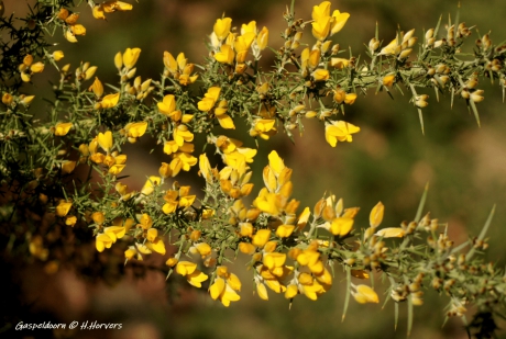 Bloeiende Gaspeldoorn