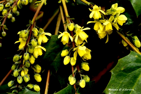 Bloeiende Mahonia