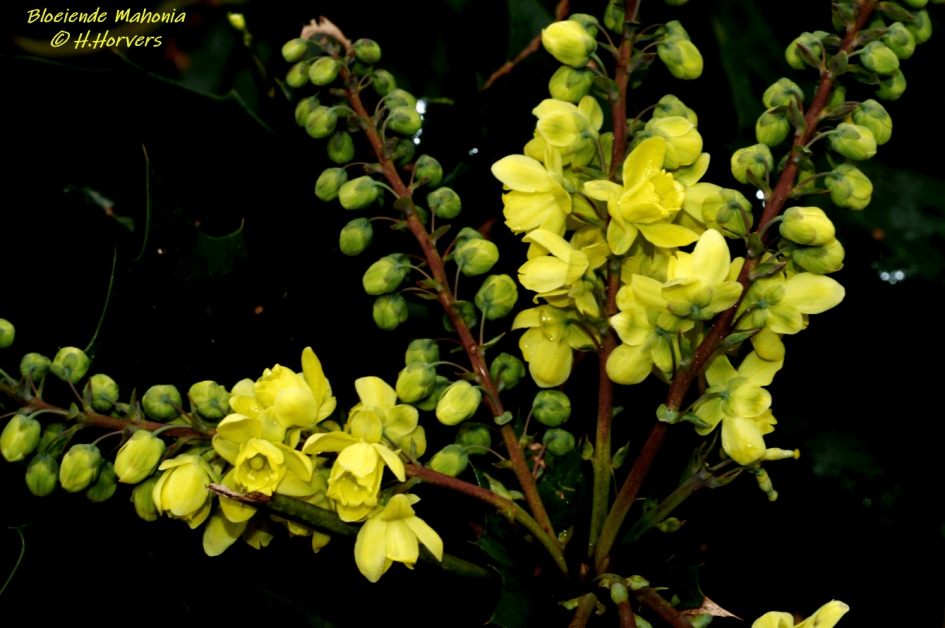 Bloeiende Mahonia - Planten - Mahonia