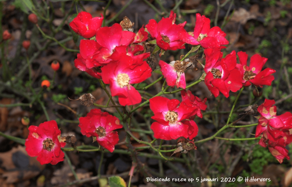 Bloeiende rozen op 5 januari 2020. - Planten - Bloeiende rozen op 5 januari 2020.
