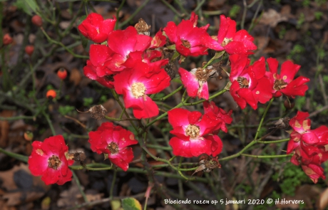 Bloeiende rozen op 5 januari 2020.