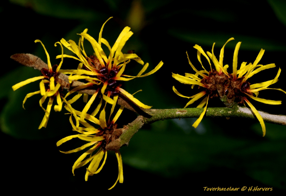 Bloeiende Toverhazelaar - Planten - Bloeiende Toverhazelaar