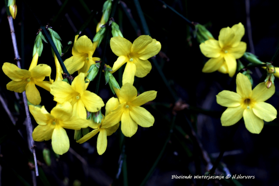 Bloeiende Winterjasmijn - Planten - Bloeiende Winterjasmijn