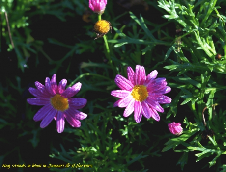Bloemen...nog steeds in bloei