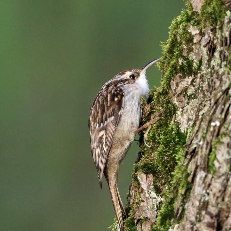Boomkruiper - Vogels - 
