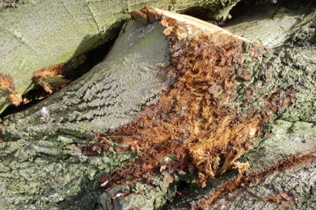 In een stapel gezaagde bomen...